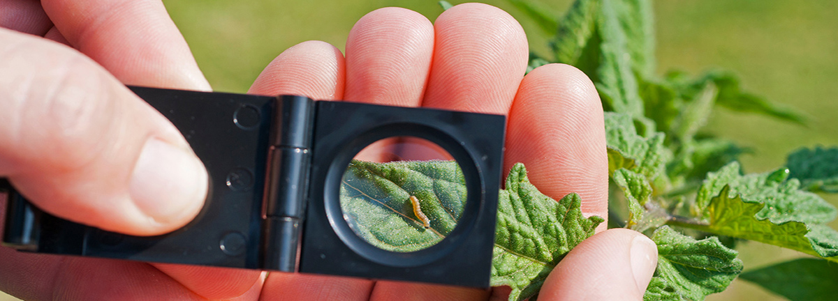 Using magnifier to examine pests as part of IPM approach