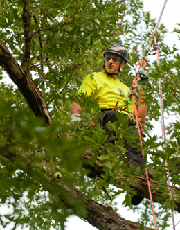 Mark Chisholm competing at the 2010 International Tree Climbing Championship