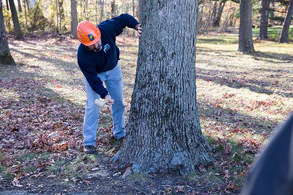 Hazardous Tree Identification instructor Steve Chisholm demonstrates sounding a tree