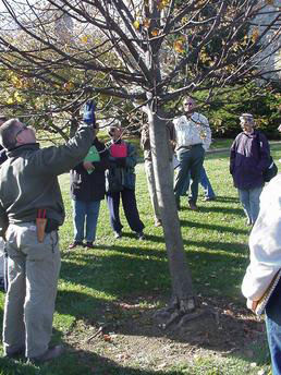 Ted Szczawinski demonstrating proper tree pruning procedures