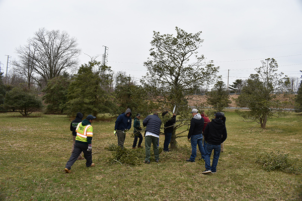 Students in the Advanced Pruning class work together to prune a small tree