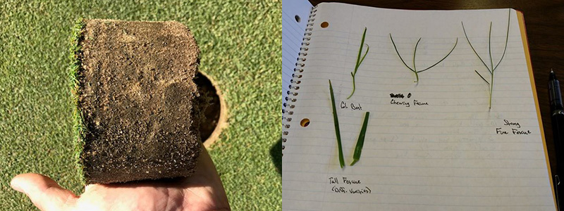 Photo collage consisting of hand holding soil core sample with grass in the background and notebook page with turfgrass samples