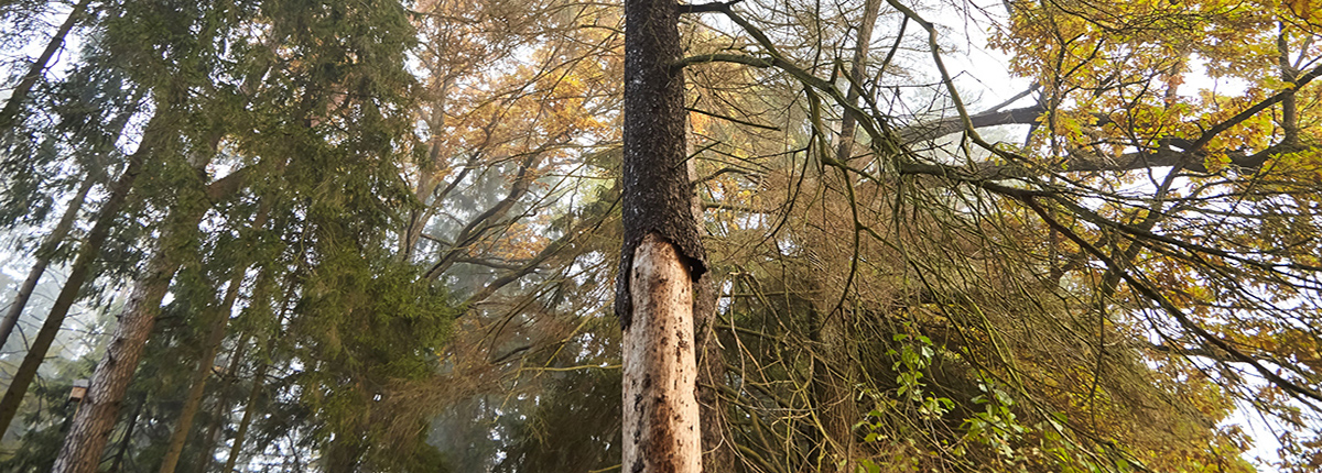 Diseased tree with bark missing