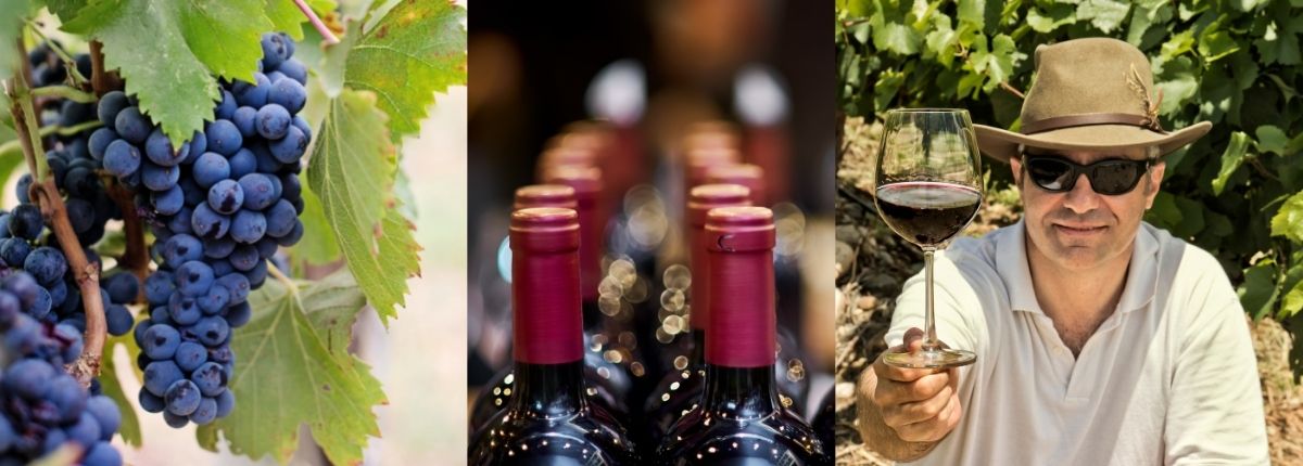 Collage of three photos of grapes, wine bottles, and vintner holding up glass of wine in vineyard