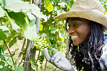 Young woman in wineyard smiling and examining grapes