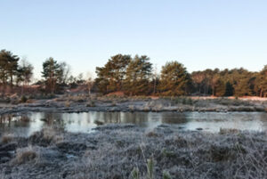 Winter wetland landscape with frosty vegetation
