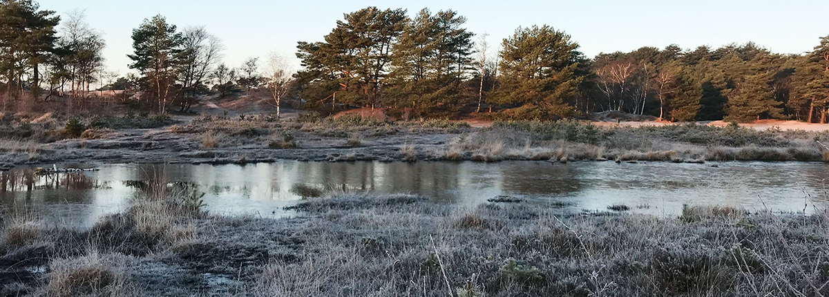 Winter wetland landscape with frosty vegetation