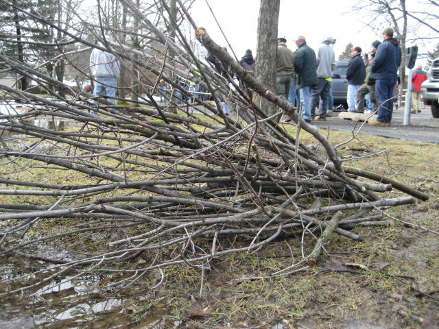 pruned tree branches on the ground next to tree trunk