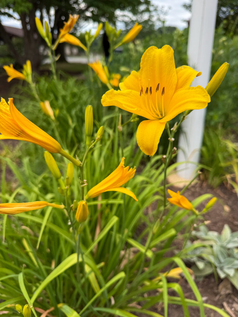 Flowers in the teaching garden