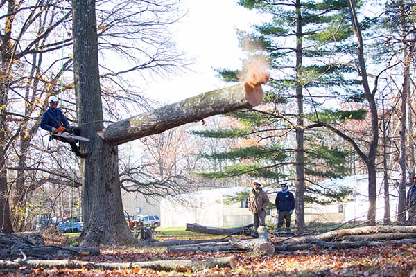 A tree trunk falls after being rigged for removal in the Large Tree Climbing and Rigging class