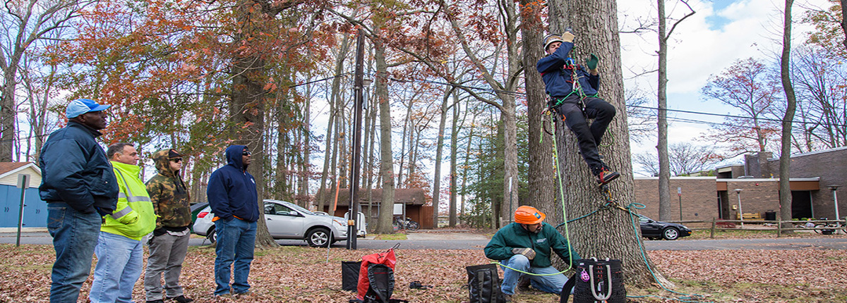 Students watch Mark and Steve Chisholm demonstrate tree climbing techniques during the Large Tree Climbing and Rigging class