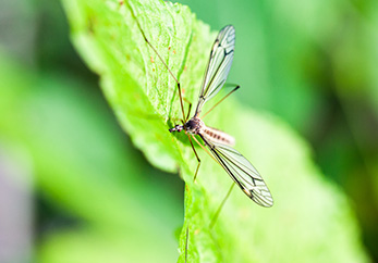 Close up shot of mosquito with wings spread on a green leaf.