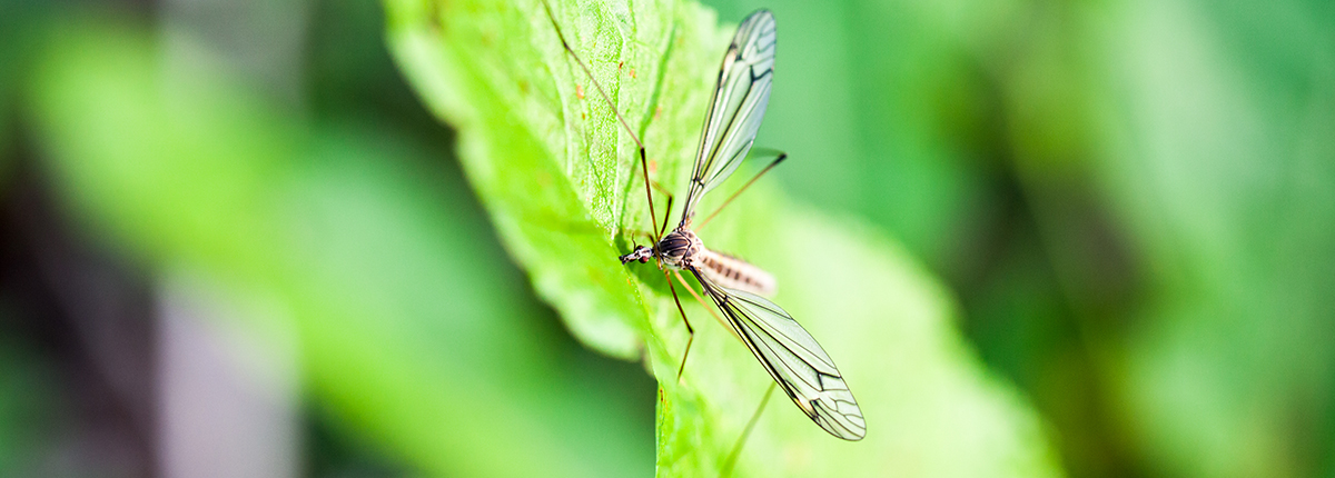 Close up shot of mosquito with wings spread on a green leaf.