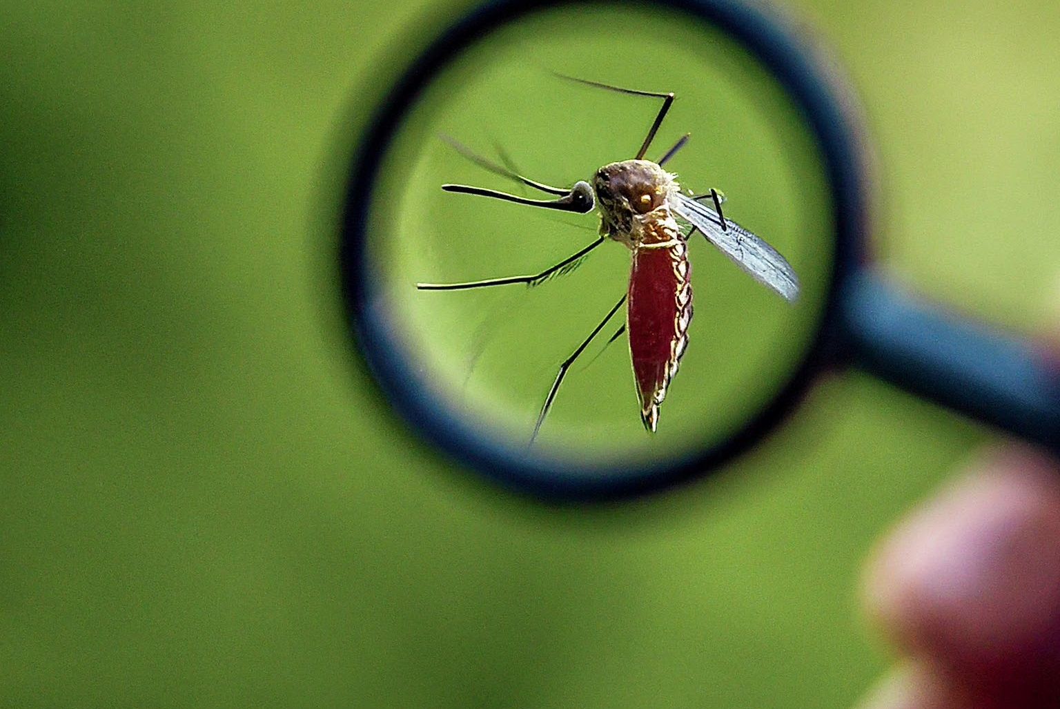 Mosquito under a magnify glass