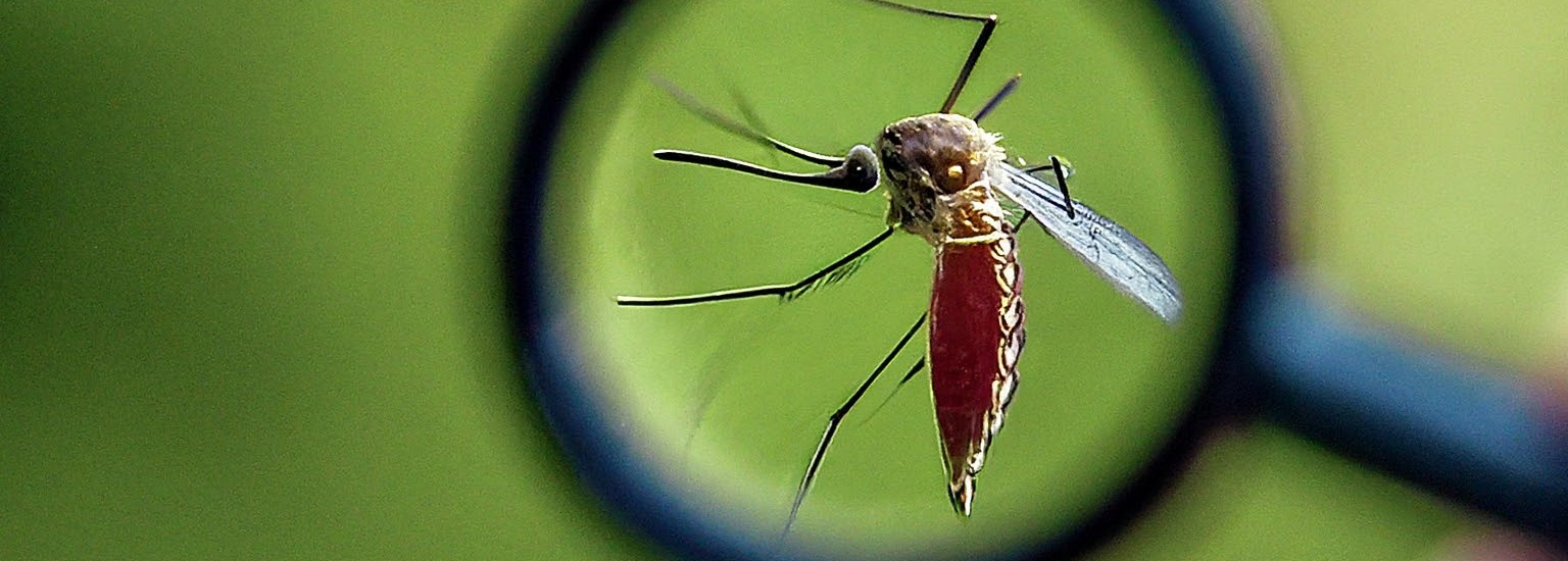 Mosquito under a magnify glass