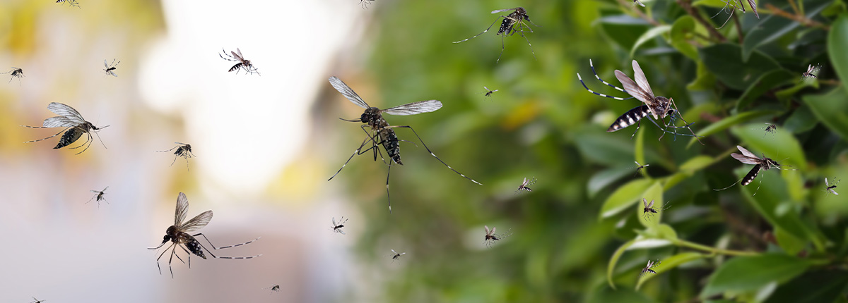 Swarm of mosquitos near a green bush