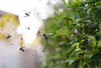 Swarm of mosquitos near a green bush