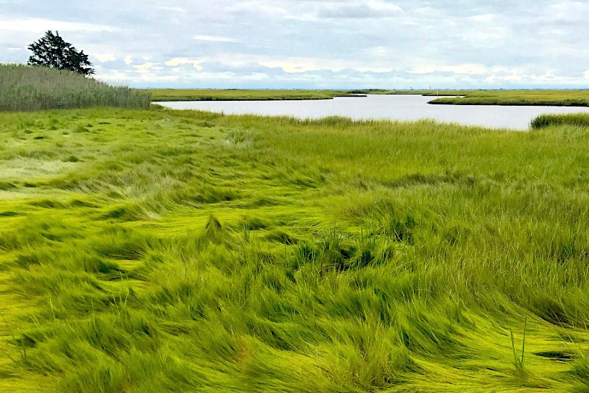 Salt marsh, mosquito habitat