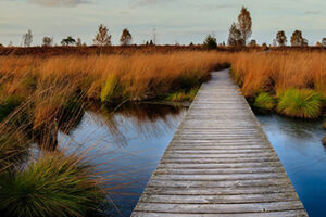 Wooden boardwalk through wetlands area