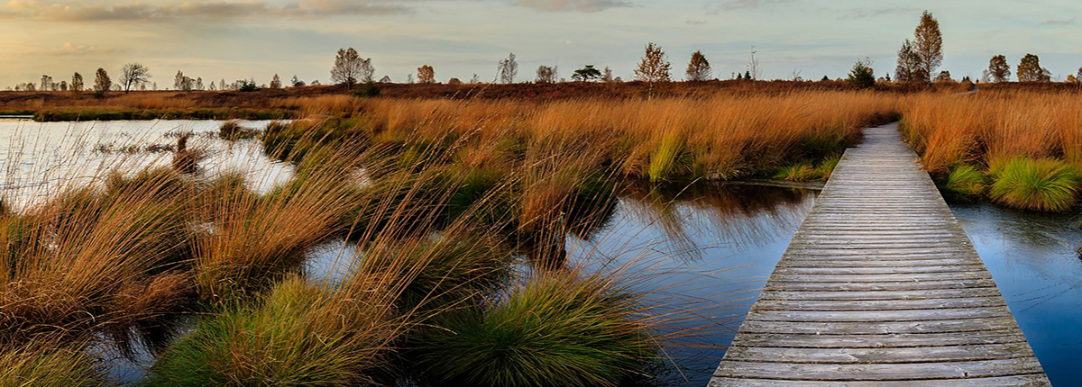 Wooden boardwalk through wetlands area