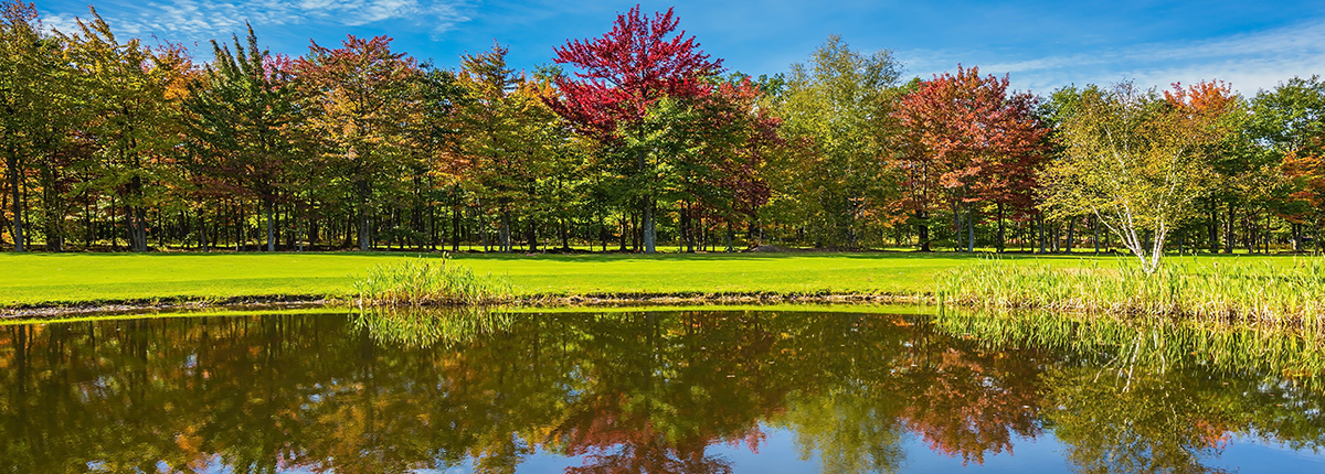 Pond with grass, trees, and blue sky in background