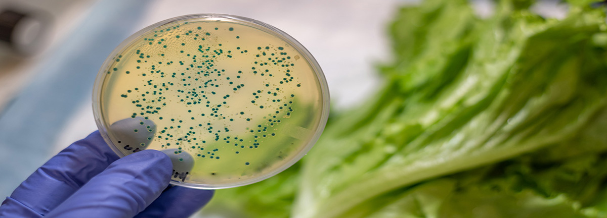 E coli bacterial culture plate with romaine lettuce at the background