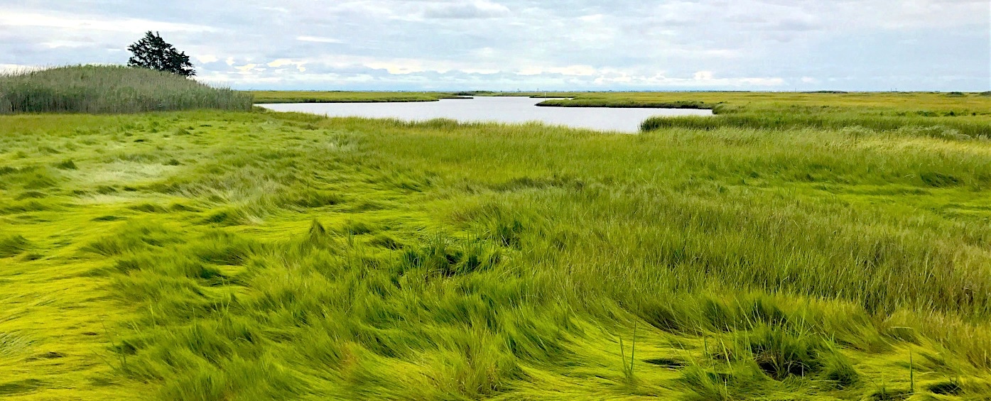 Salt marsh, mosquito habitat