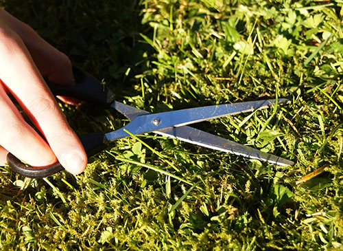 Scissors cutting grass