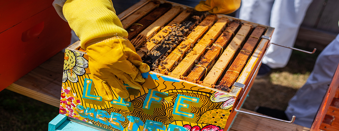 beekeeper wearing gloves handling colorfully painted bee hive box