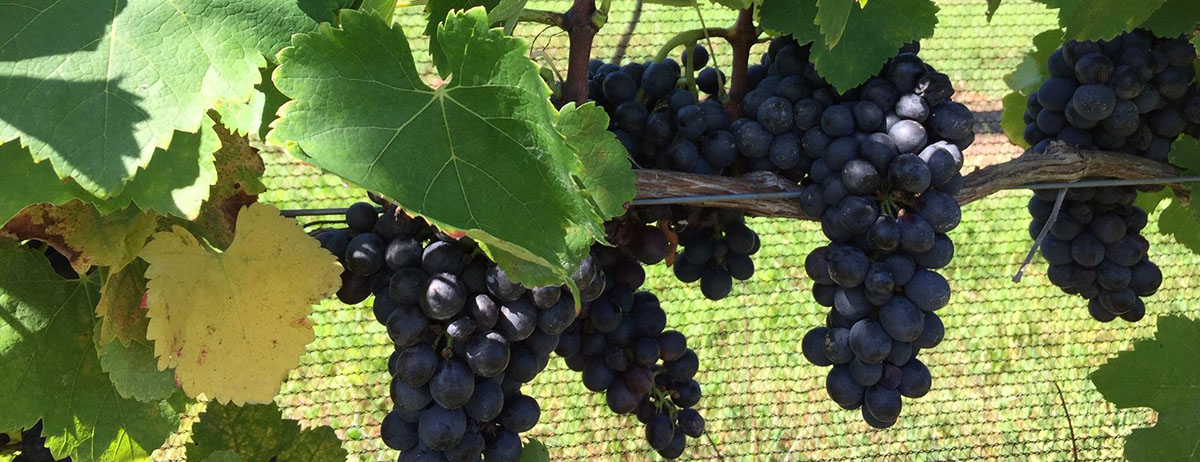 Syrah grapes on vine