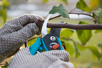 Close up of gloved hands pruning a branch