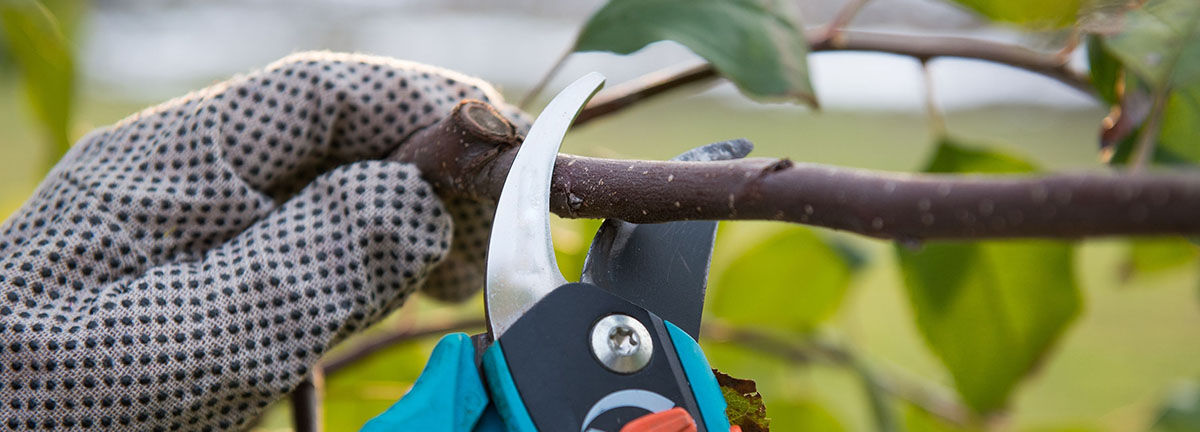 Close up of gloved hands pruning a branch