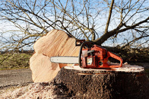 Chain saw on top of tree stump next to fresh cut tree trunk