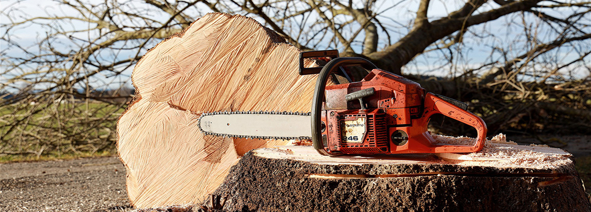 Chain saw on top of tree stump next to fresh cut tree trunk