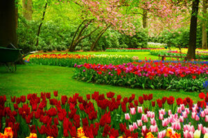 Garden beds filled with colorful flowers