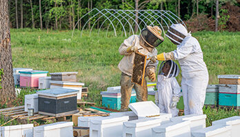 Two adult beekeepers examine wooden fram with honeycomb while child looks on