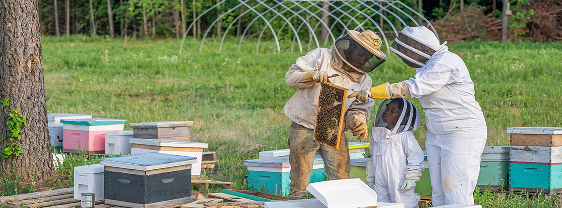 Two adult beekeepers examine wooden fram with honeycomb while child looks on