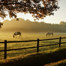 <a href="/equine-nutrition">Equine</a> Two horses grazing in field with early morning mist