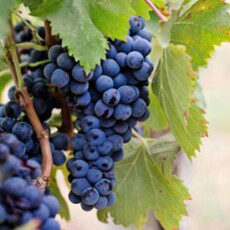 <a href="/food-science-safety/grape-and-wine-science-certificate">Grape and Wine Science</a> Purple grapes growing on vine
