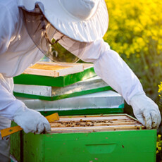 <a href="/beekeeping">Beekeeping</a> beekeeper removing tray from hive