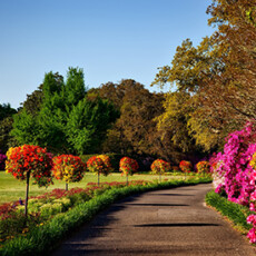 <a href="/landscape">Landscape, Turf & Trees</a> Paved walkway in park lined by flowers, trees, and shrubs