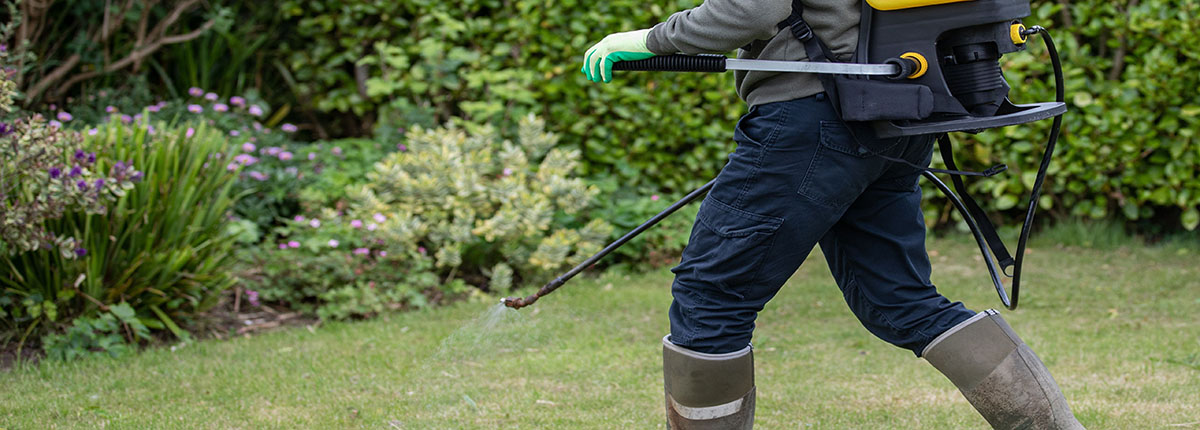 Landscaper applying pesticide on turfgrass