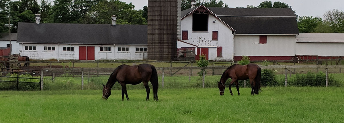 Horses grazing in field at Rutgers University facility