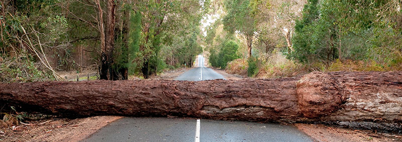 Fallen Tree Blocking Road