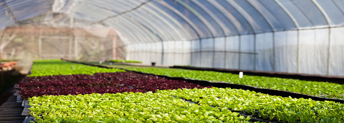 Hydroponic Greenhouse