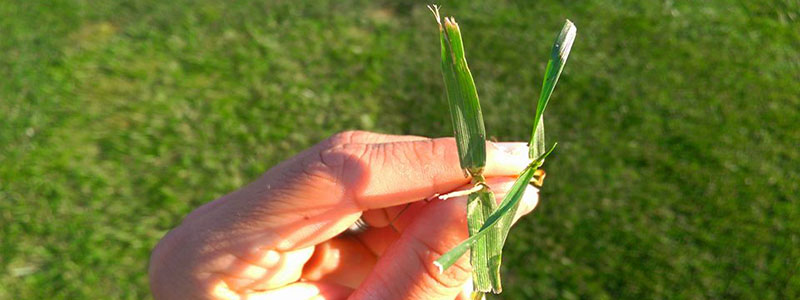 Close up of hand holding two blades of grass with turfgrass in background