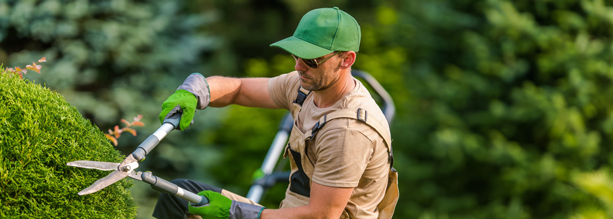 Landscaper pruning a bush with pruning shears