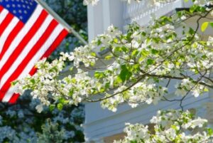Flowering dogwood tree with house and American flag in the background