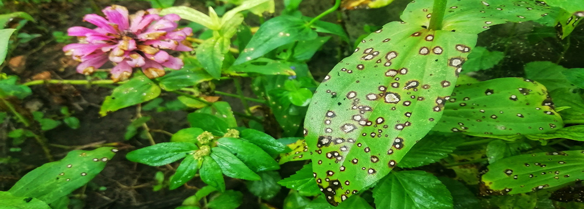 Zinnia plant with disease