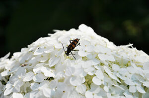 Insect crawling on white flowered plant